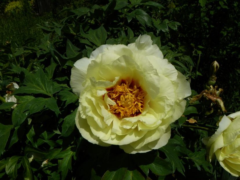 High Noon - Irisi si bujori 2019