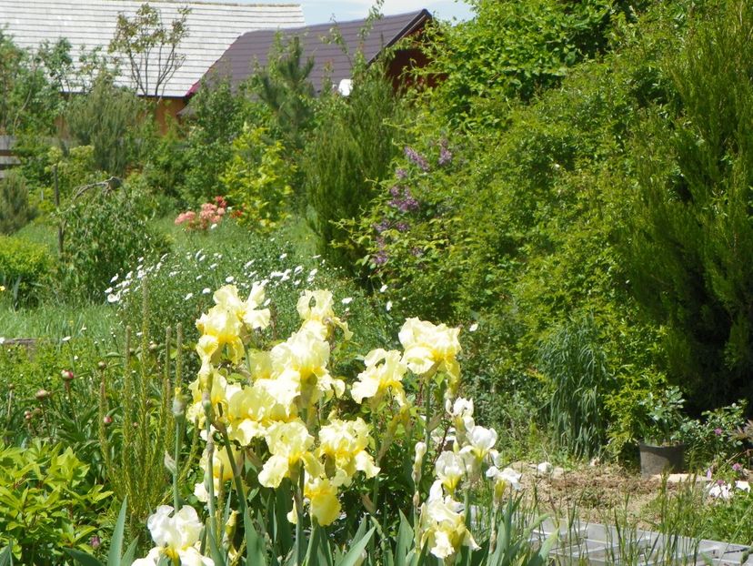 Sangreal - Irisi si bujori 2019