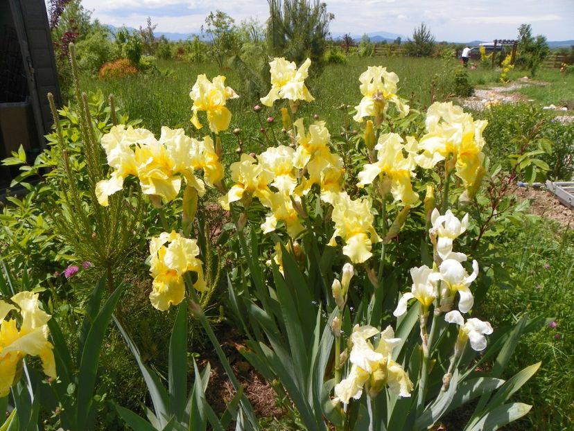 Sangreal - Irisi si bujori 2019