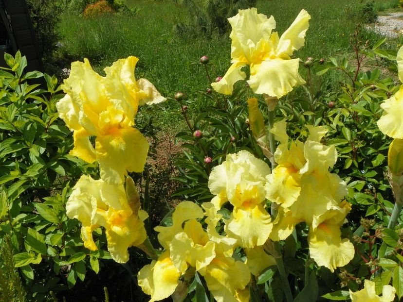 Sangreal - Irisi si bujori 2019