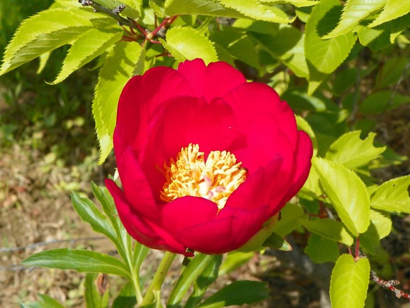 Scarlet o'Hara - Irisi si bujori 2019