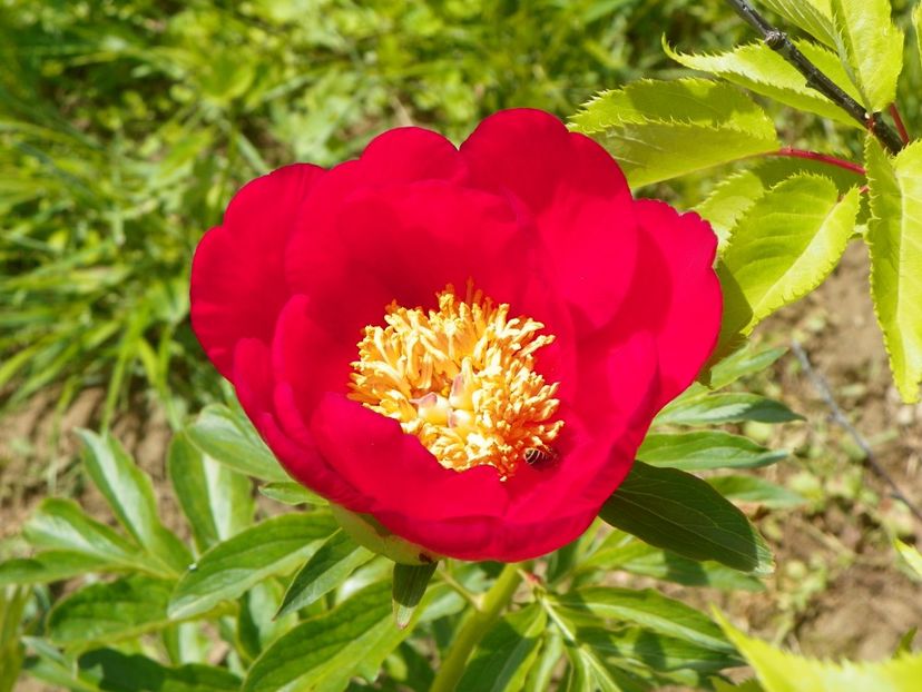 Scarlet oHara - Irisi si bujori 2019