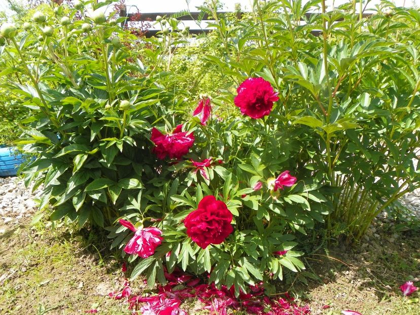 Rubra Plena - Irisi si bujori 2019