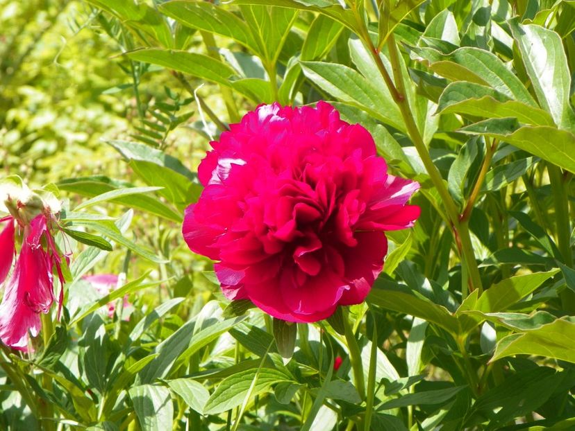 Rubra Plena - Irisi si bujori 2019