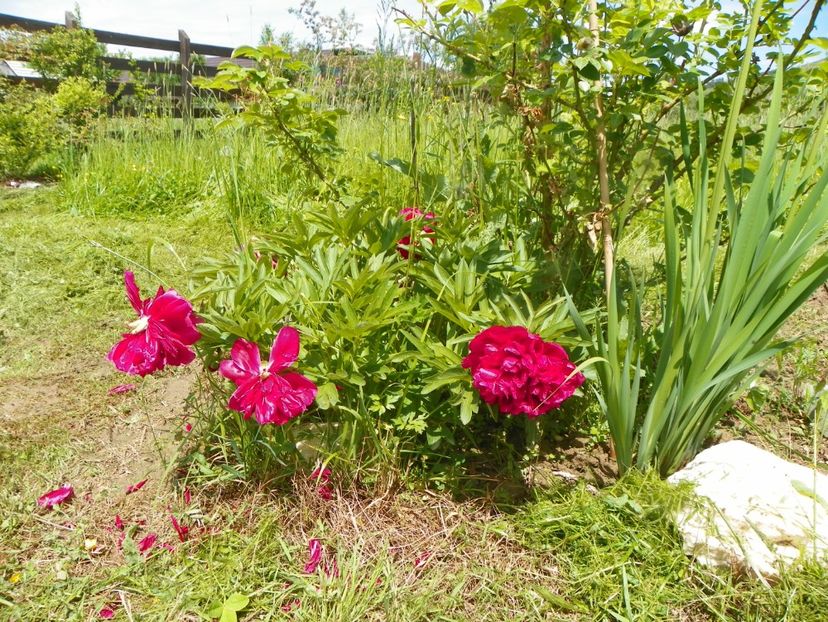 Rubra Plena - Irisi si bujori 2019