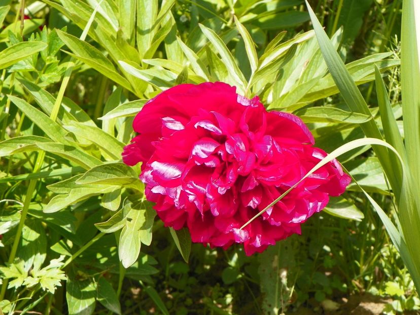 Rubra Plena - Irisi si bujori 2019