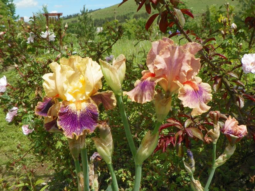 Parting Glances si Synergy - Irisi si bujori 2019