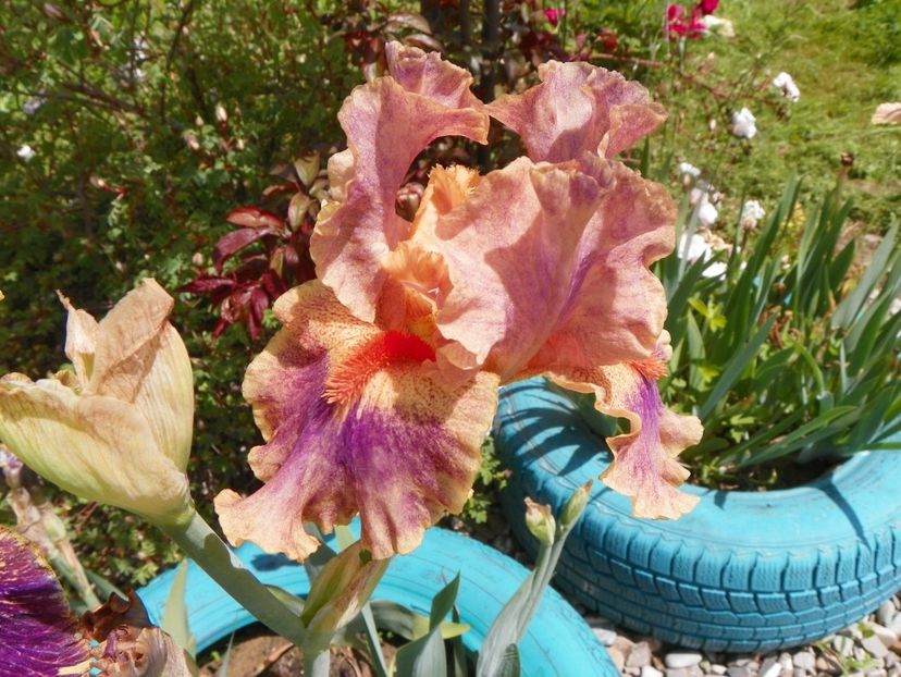 Synergy - Irisi si bujori 2019