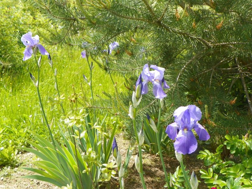 iris pallida - Irisi si bujori 2019