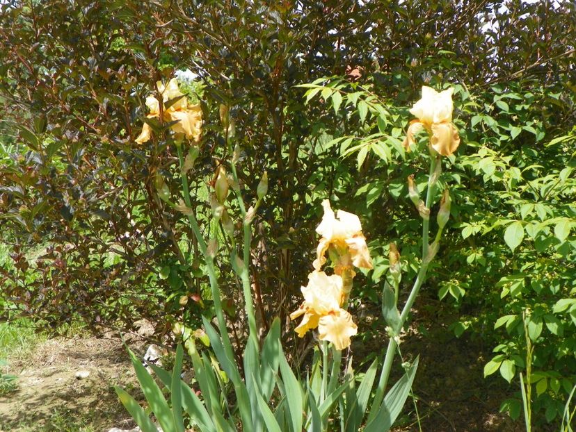 Spiced Custard - Irisi si bujori 2019