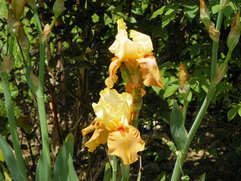 Spiced Custard - Irisi si bujori 2019