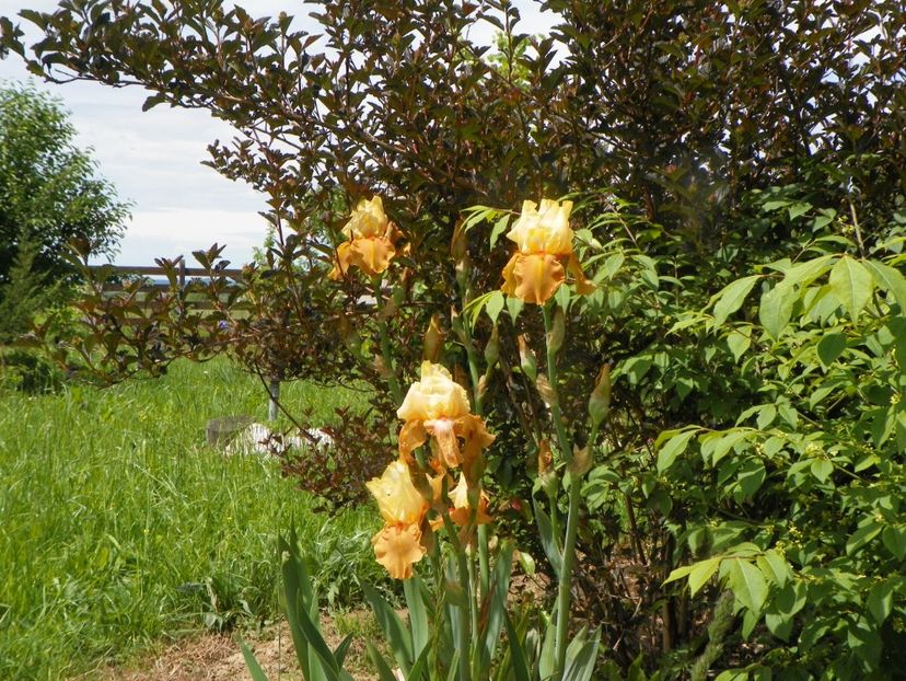Spiced Custard - Irisi si bujori 2019