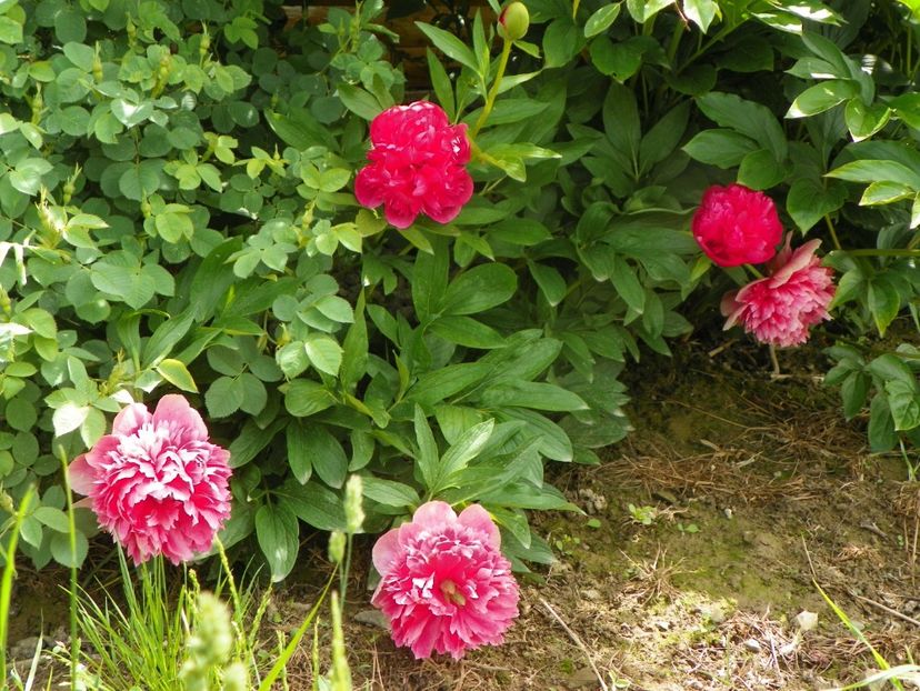 Rosea Plena - Irisi si bujori 2019