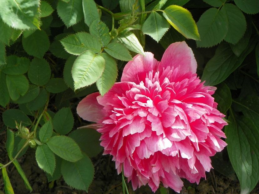 Rosea Plena - Irisi si bujori 2019