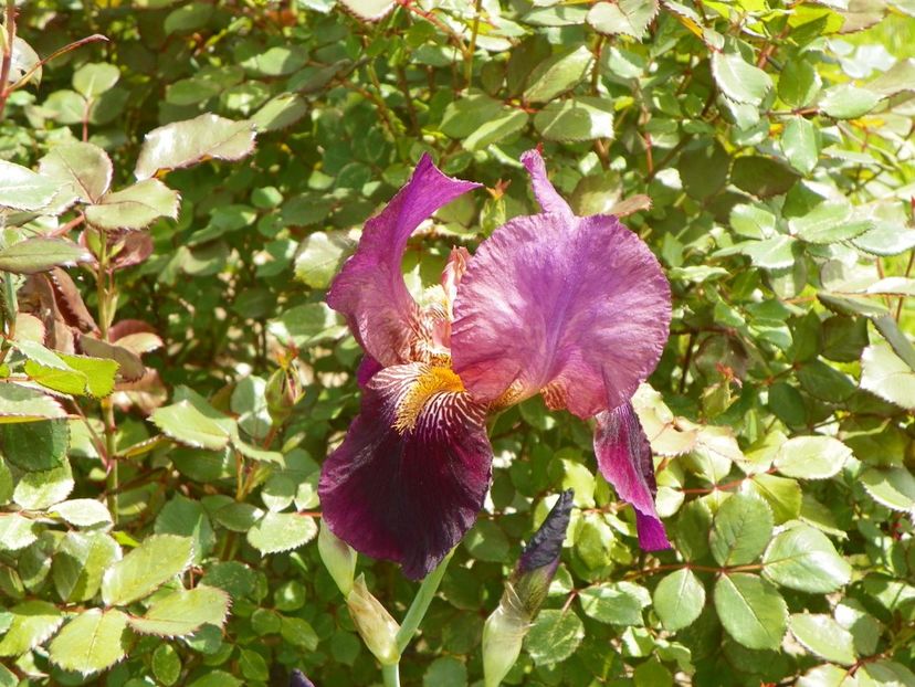 Senlac - Irisi si bujori 2019