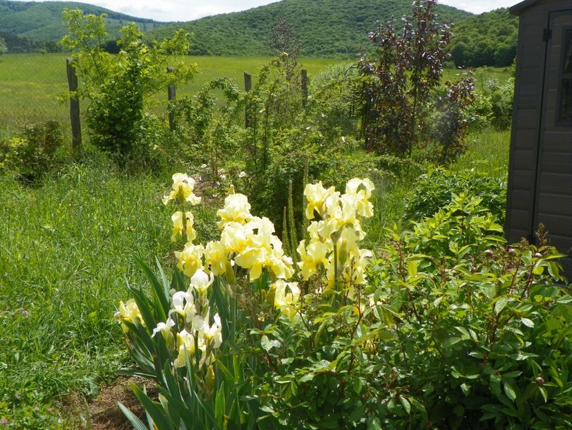 Sangreal - Irisi si bujori 2019