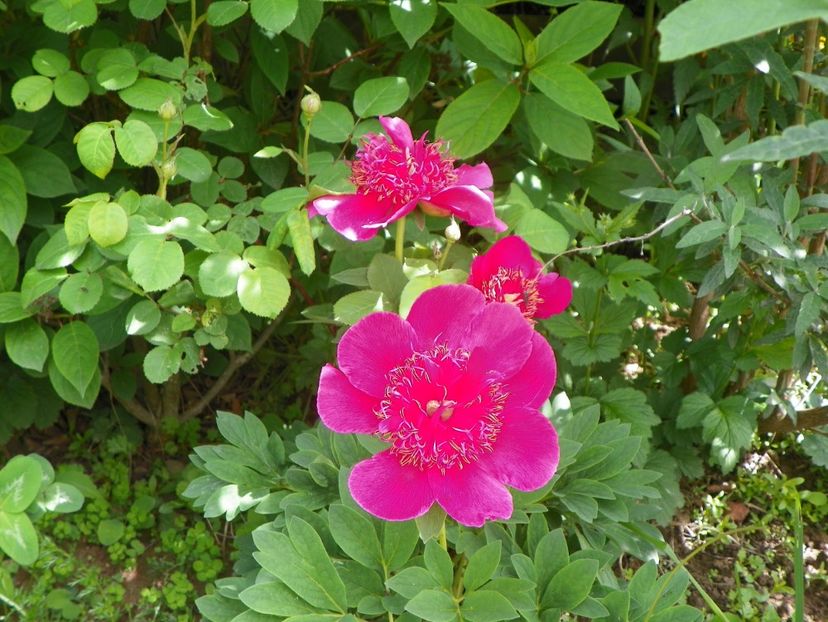 trebuia sa fie Mutabilis Plena - Irisi si bujori 2019