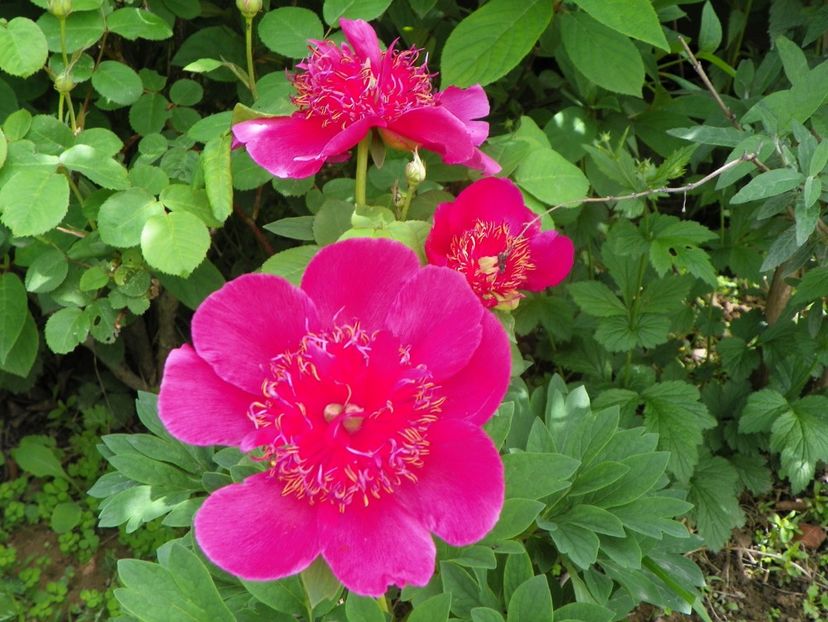 Anemoniflora - Irisi si bujori 2019