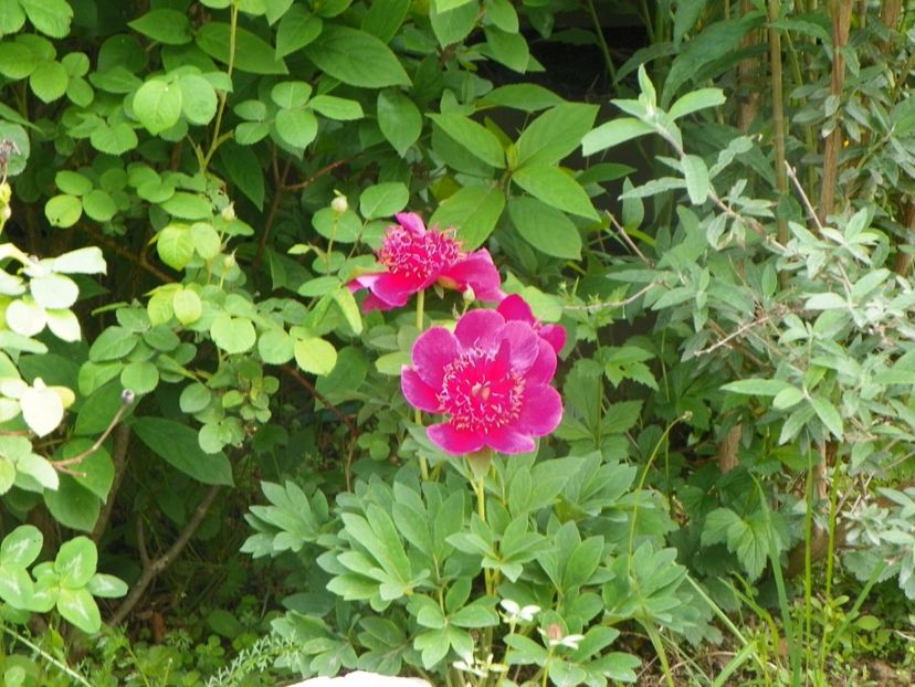 Anemoniflora - Irisi si bujori 2019