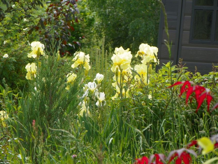 Sangreal - Irisi si bujori 2019