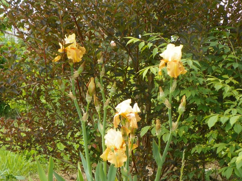 Spiced Custard - Irisi si bujori 2019