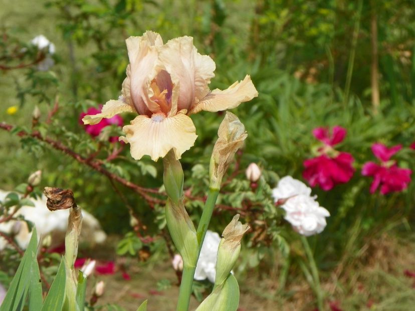 Country Dance - Irisi si bujori 2019