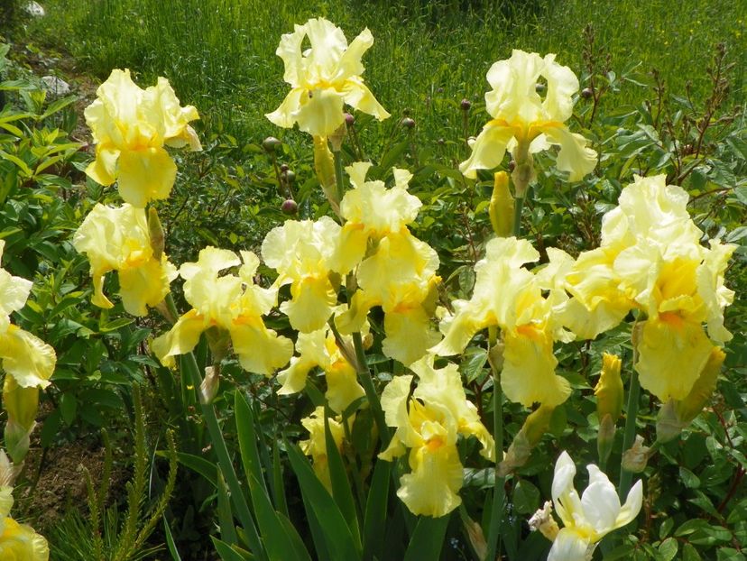 Sangreal - Irisi si bujori 2019