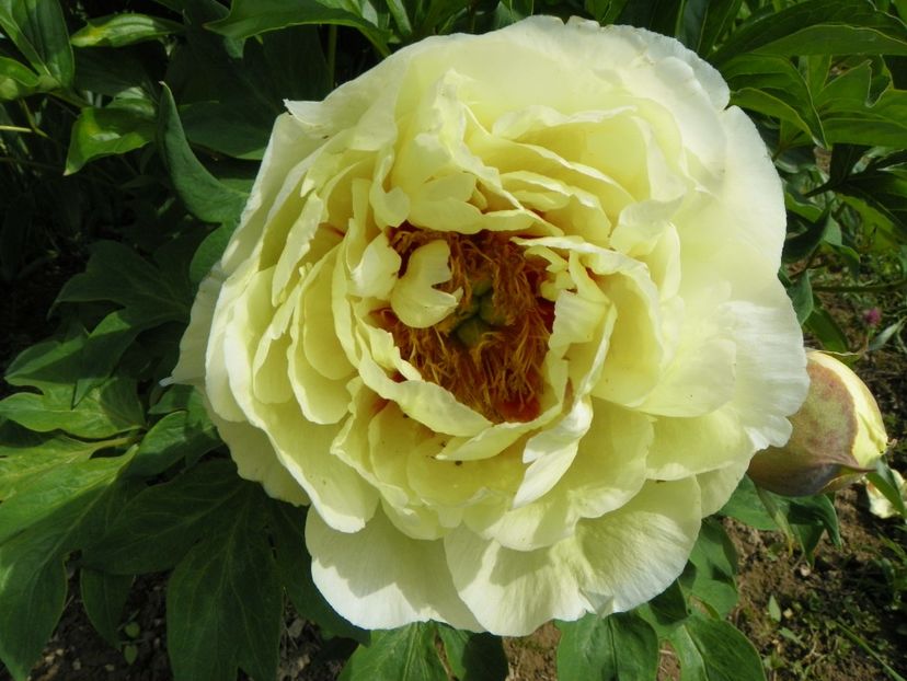 High Noon - Irisi si bujori 2019