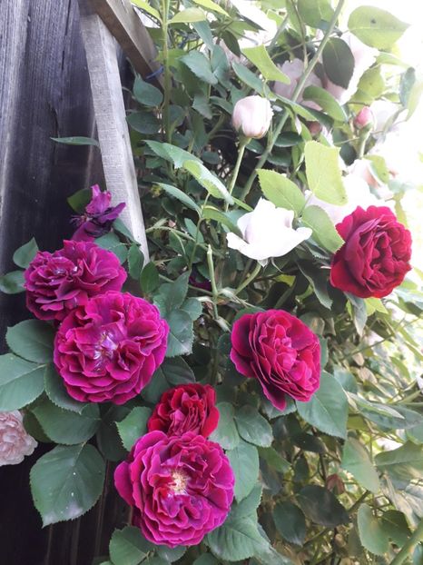  - Souvenir d Edouard Maubert 1