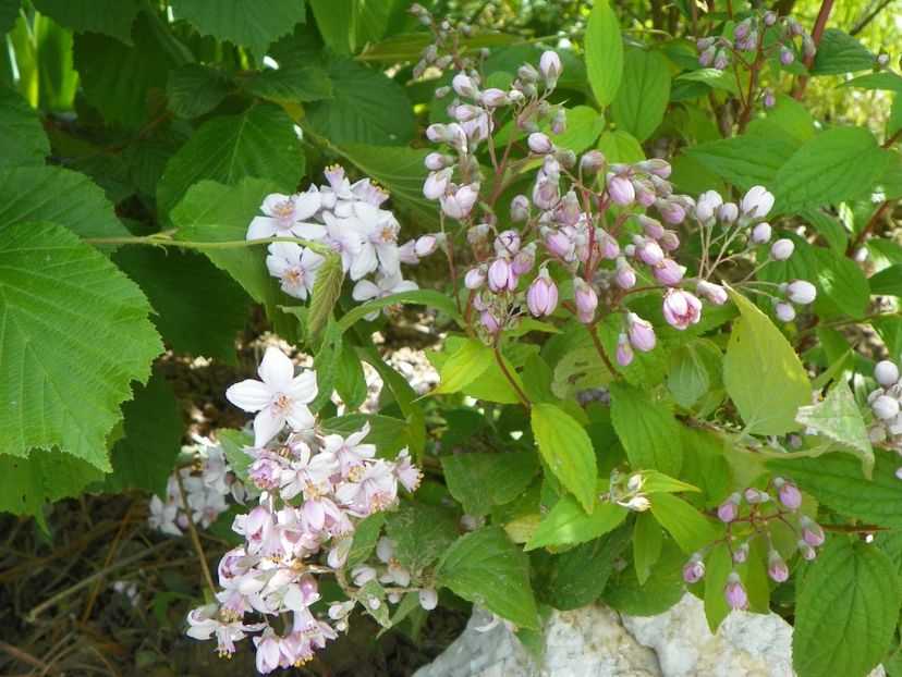 deutzia Mont Rose - Dobarland 2019 2