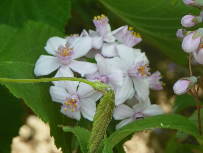deutzia Mont Rose - Dobarland 2019 2