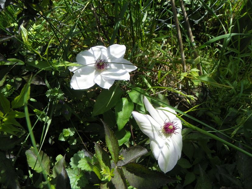 clematis Miss Bateman - Dobarland 2019 2