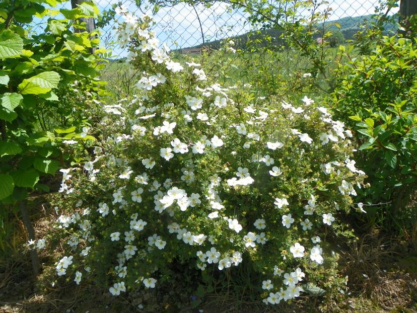 potentilla Abbotswood - Dobarland 2019 2