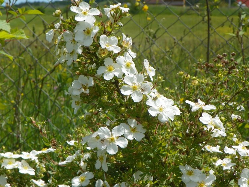 potentilla Abbotswood - Dobarland 2019 2