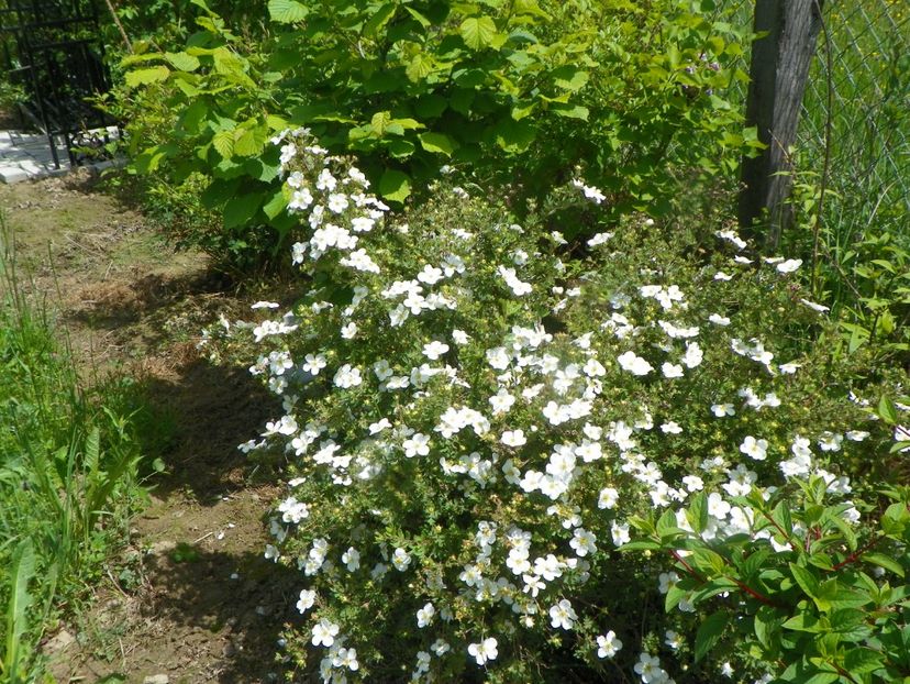 potentilla Abbotswood - Dobarland 2019 2