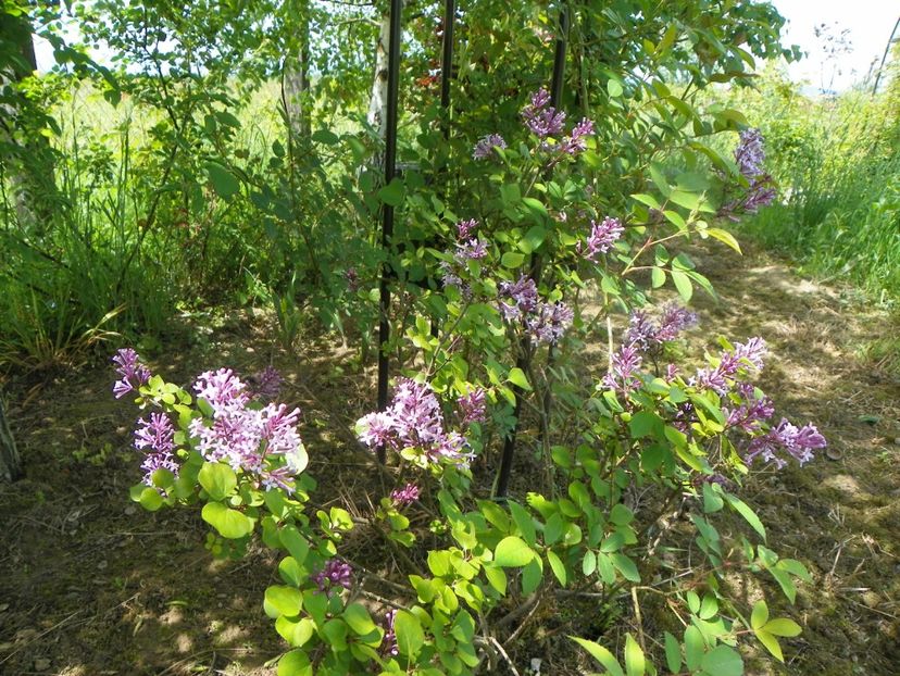 syringa Palibin - Dobarland 2019 2