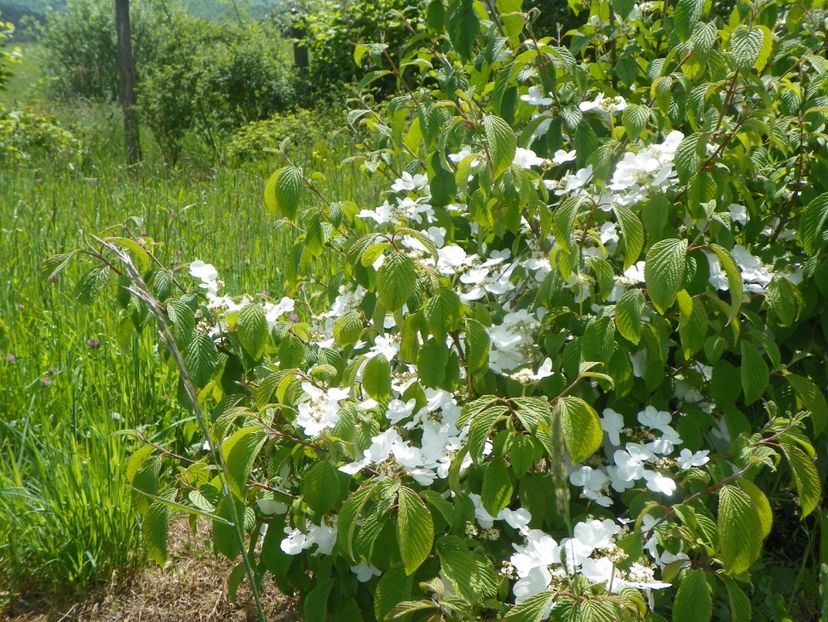 viburnum tomentosum - Dobarland 2019 2