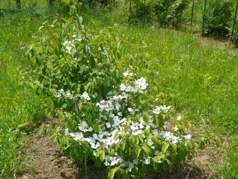 viburnum tomentosum - Dobarland 2019 2