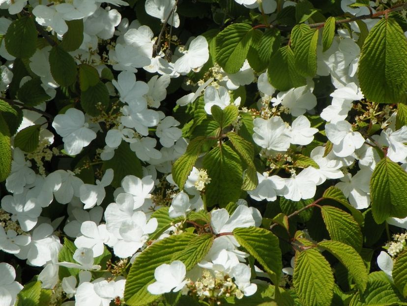 viburnum tomentosum - Dobarland 2019 2