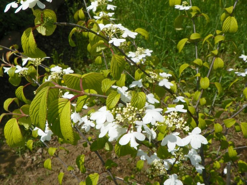 viburnum Kilimandjaro - Dobarland 2019 2