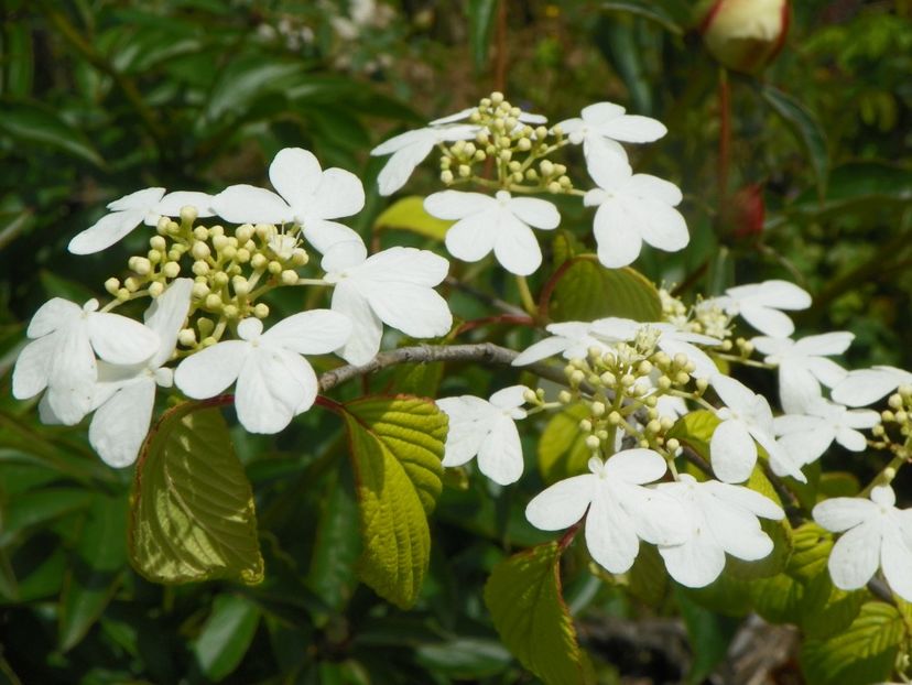 viburnum Kilimandjaro - Dobarland 2019 2