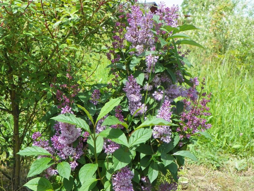 syringa Minuet - Dobarland 2019 2