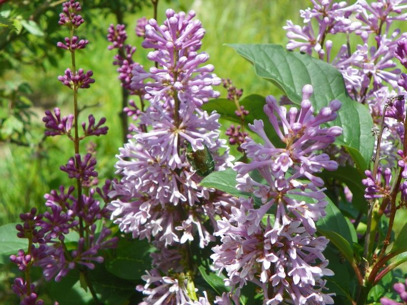 syringa Minuet - Dobarland 2019 2
