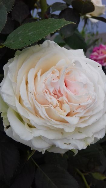  - Palais Royale 2019