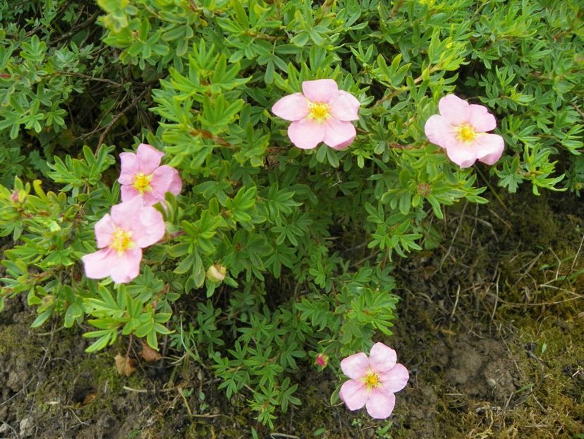 potentilla Lovely Pink - Dobarland 2019 2