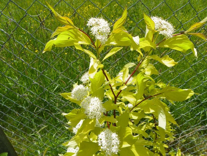 cornus aurea - Dobarland 2019 2