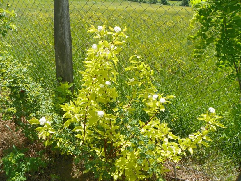 cornus aurea - Dobarland 2019 2