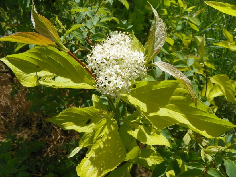 cornus aurea - Dobarland 2019 2