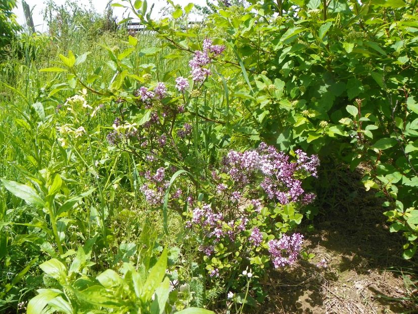 syringa Palibin - Dobarland 2019 2