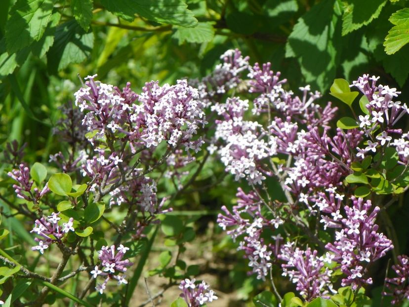 syringa Palibin - Dobarland 2019 2